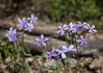 Timber Phlox